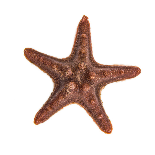 Starfish Dental Snack — DC07A